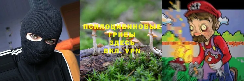 Галлюциногенные грибы Psilocybe  Пушкино 